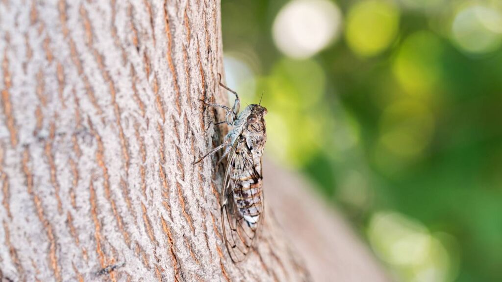 Por que o canto das cigarras aumenta tanto no calor e deixa o ambiente diferente