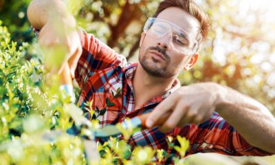 Uma combinação de plantas cria uma barreira natural contra pragas