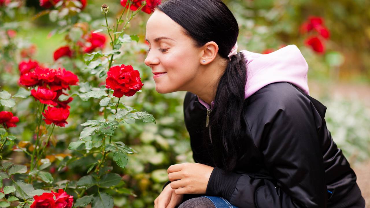 Flores que embelezam, perfumam e crescem o ano todo sem dar trabalho