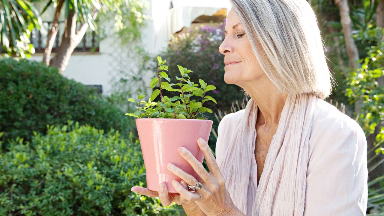 5 ervas que funcionam como repelente natural e fácil de cultivar