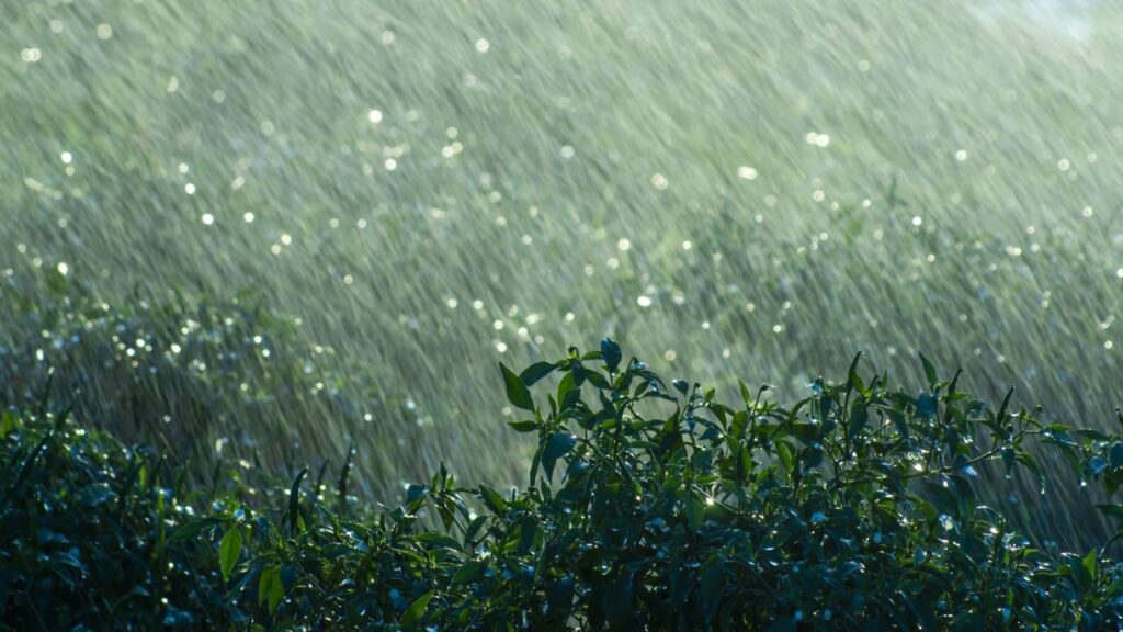 Por que o cheiro do mato muda depois da chuva e deixa o ar tão diferente
