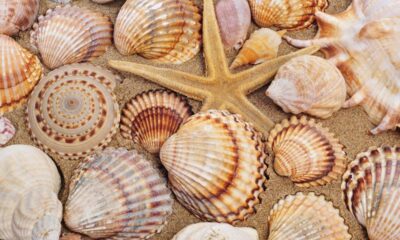O motivo curioso que faz as conchas do mar terem desenhos tão diferentes