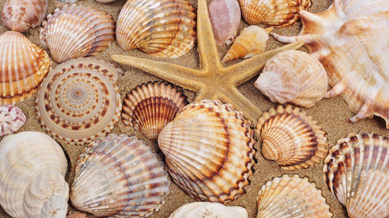 O motivo curioso que faz as conchas do mar terem desenhos tão diferentes