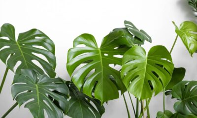 Quanto custa ter uma costela-de-adão em casa e como ela transforma o ambiente com beleza e bem-estar