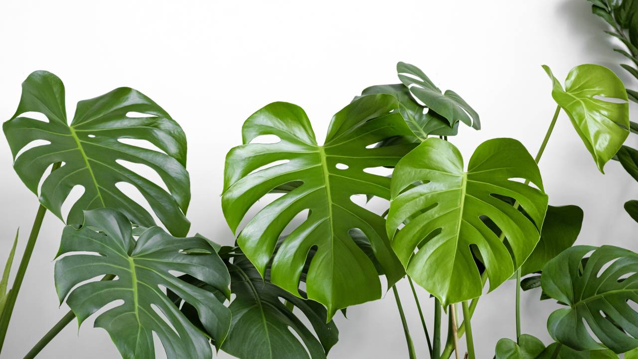 Quanto custa ter uma costela-de-adão em casa e como ela transforma o ambiente com beleza e bem-estar