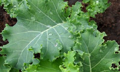 Como plantar couve a partir do talo e multiplicar sem sementes