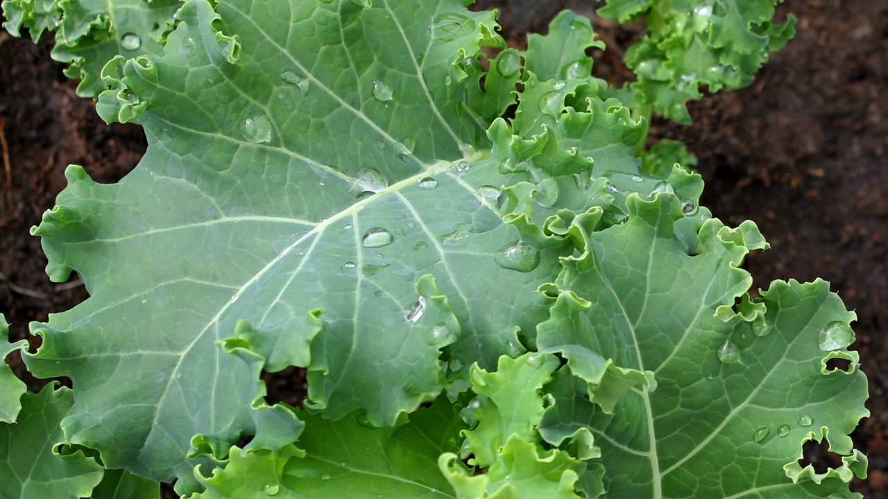 Como plantar couve a partir do talo e multiplicar sem sementes