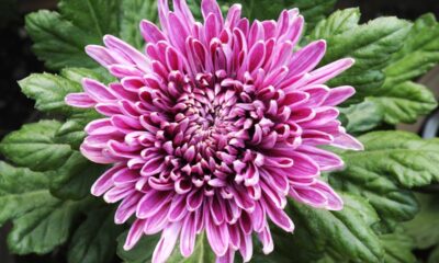 O crisântemo é querido em rituais de boas-vindas e traz energia positiva