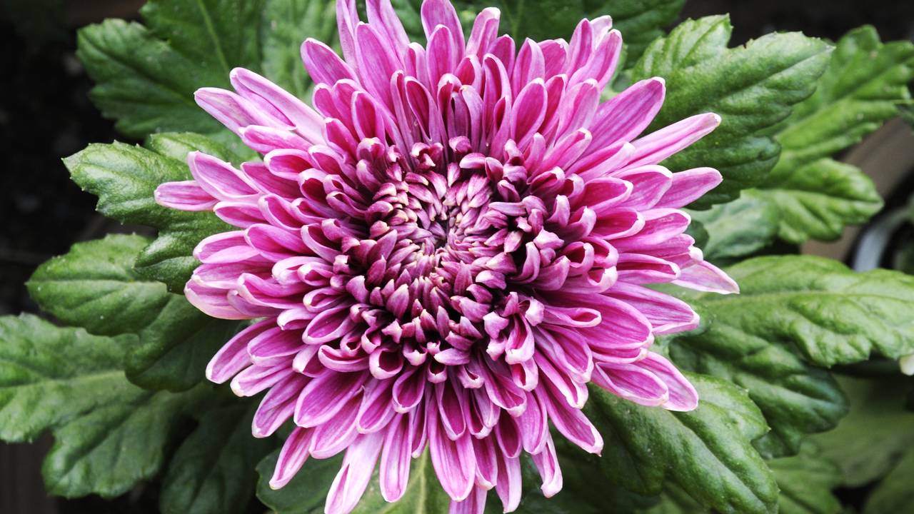 O crisântemo é querido em rituais de boas-vindas e traz energia positiva