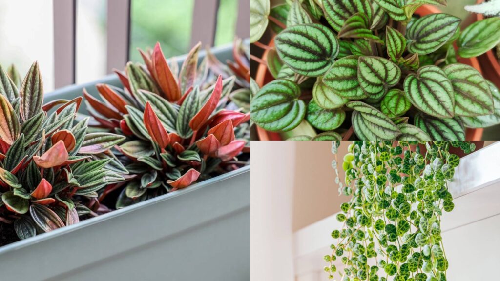 Você conhece a Peperômia e a beleza e benefícios que ela traz à saúde?