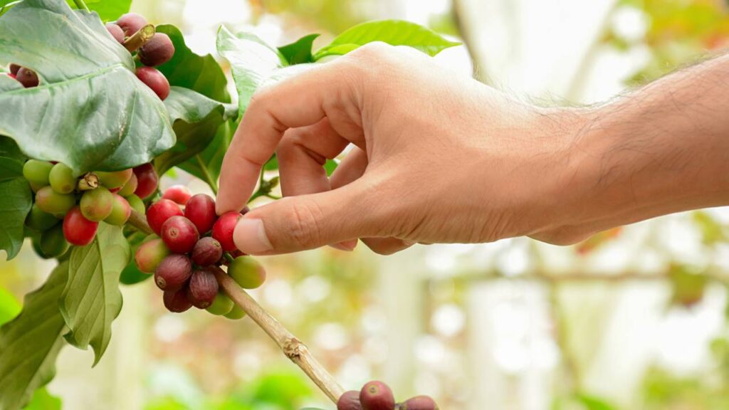 Como plantar café em vaso e manter a planta saudável