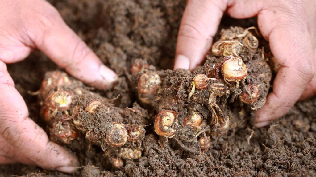 O jeito simples de plantar gengibre e colher várias vezes por ano sem grandes esforços no quintal