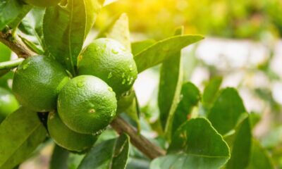 Como plantar limão em garrafa PET e colher frutos dentro de casa