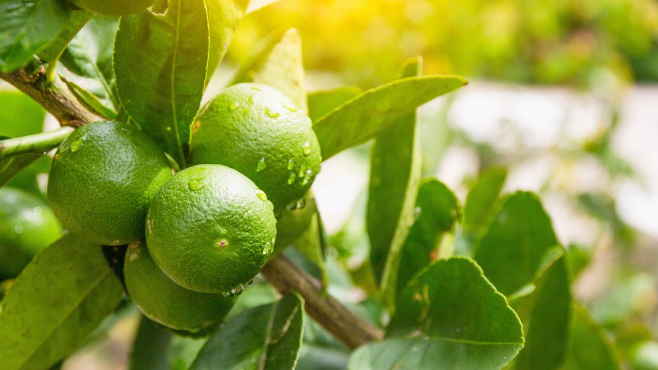 Como plantar limão em garrafa PET e colher frutos dentro de casa