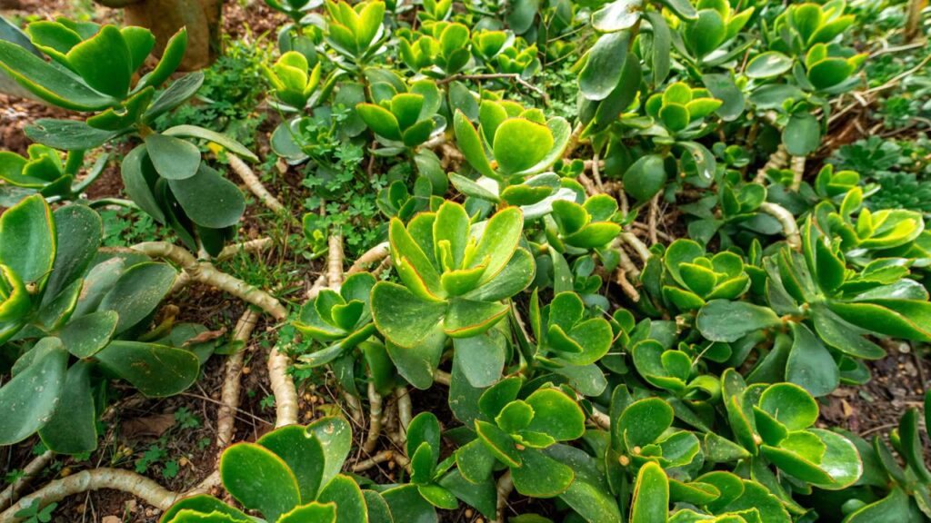 O bálsamo é conhecido como a planta que simboliza equilíbrio e harmonia no lar