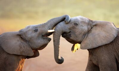 Qual é o coletivo de "elefante"?