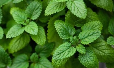 A erva cidreira que nasceu sozinha no quintal e trouxe uma energia diferente