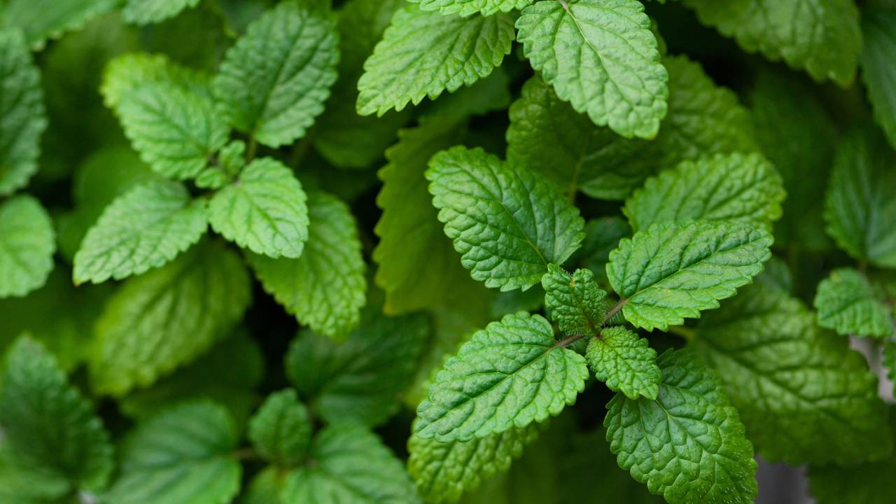 A erva cidreira que nasceu sozinha no quintal e trouxe uma energia diferente