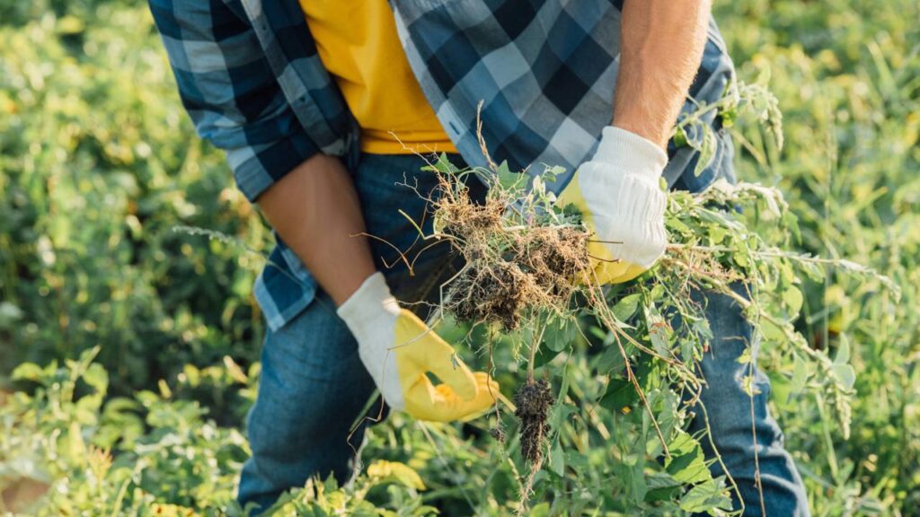 Receita com detergente e vinagre elimina ervas daninhas melhor que qualquer herbicida