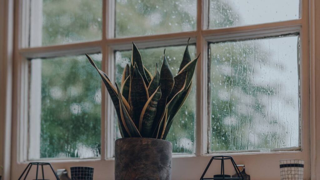 As plantas que afastam energia ruim de acordo com crenças populares