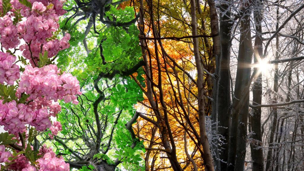 A árvore que muda de cor conforme a estação do ano e encanta quem passa