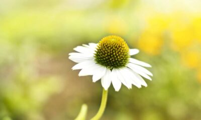 O fenômeno que faz algumas flores abrirem exatamente às 5h da manhã