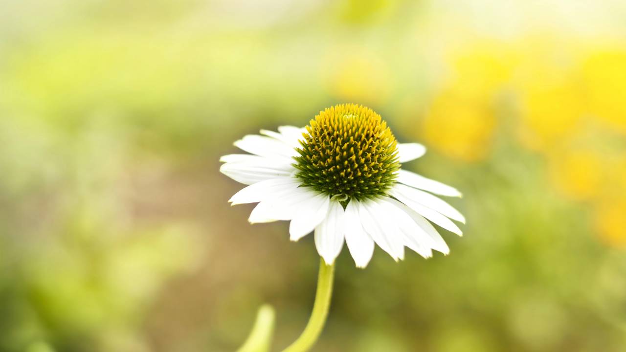 O fenômeno que faz algumas flores abrirem exatamente às 5h da manhã