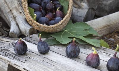 Como plantar figueira do jeito certo e colher frutos frescos mesmo sem ter muito espaço disponível