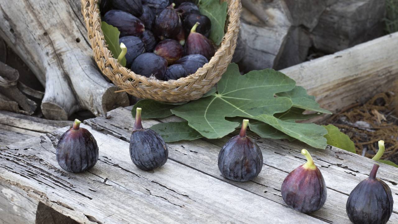 Como plantar figueira do jeito certo e colher frutos frescos mesmo sem ter muito espaço disponível