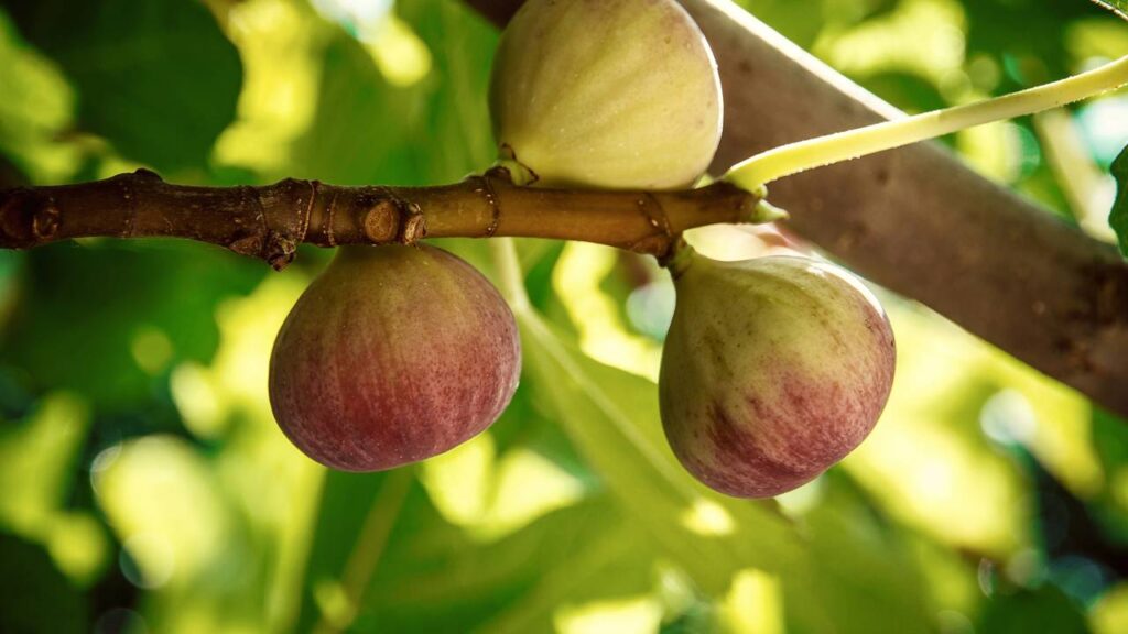 Como plantar figueira do jeito certo e colher frutos frescos mesmo sem ter muito espaço disponível