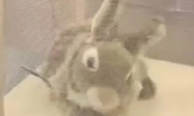 Robôs em forma de coelho capturam pítons invasoras na Flórida