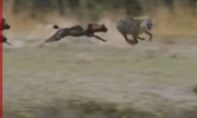 Leão interrompe ataque e salva hiena prestes a parir