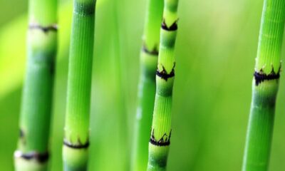 Entre mitos antigos e ciência moderna dos bambus