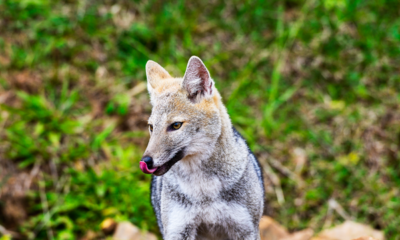 Mistura de espécies virou objeto de estudo no sul do Brasil: tão rara que exigiu vários exames