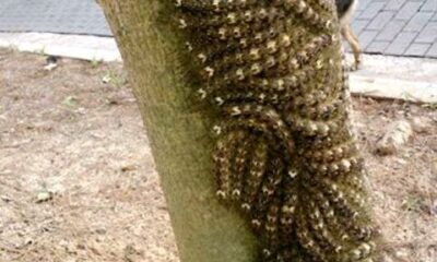 Lagartas usam defesa coletiva para enganar predadores no litoral paulista