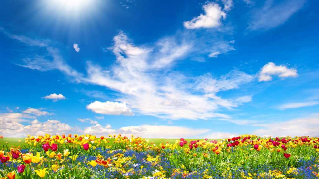 Há flores que reagem à luz de uma forma inesperada e cheia de charme