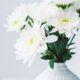 Como usar flores brancas na decoração para atrair boas energias