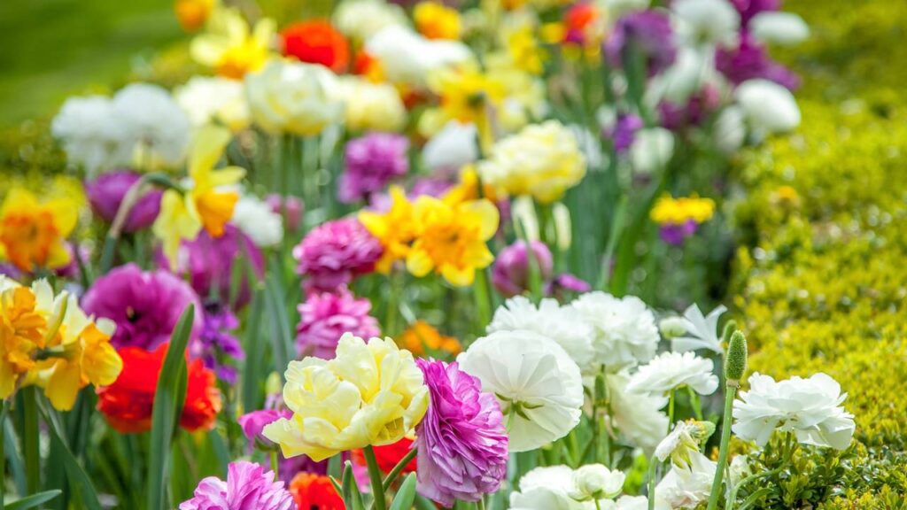 Flores que mudam de cor com o clima guardam um mistério fascinante