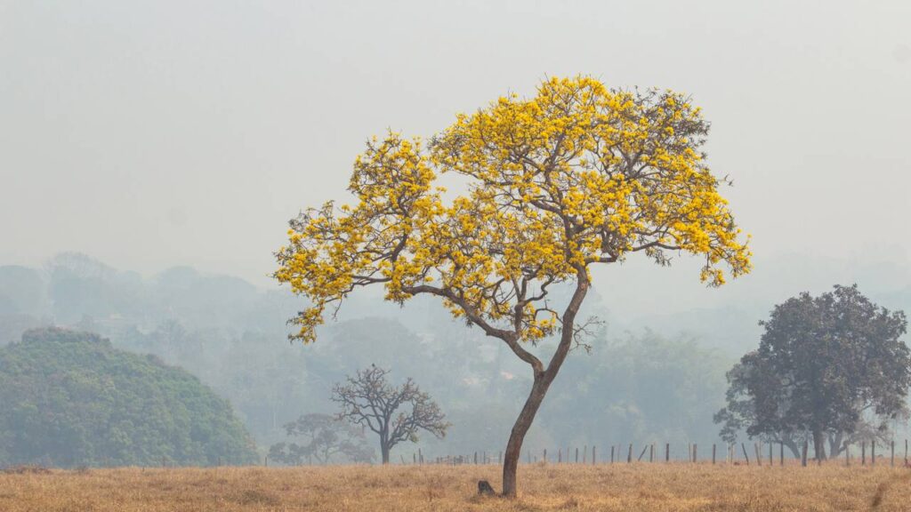 O espetáculo dos ipês dura poucos dias… e isso levanta uma dúvida curiosa
