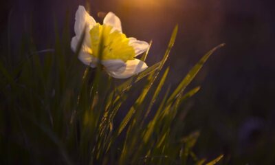 Há flores que reagem à luz de uma forma inesperada e cheia de charme