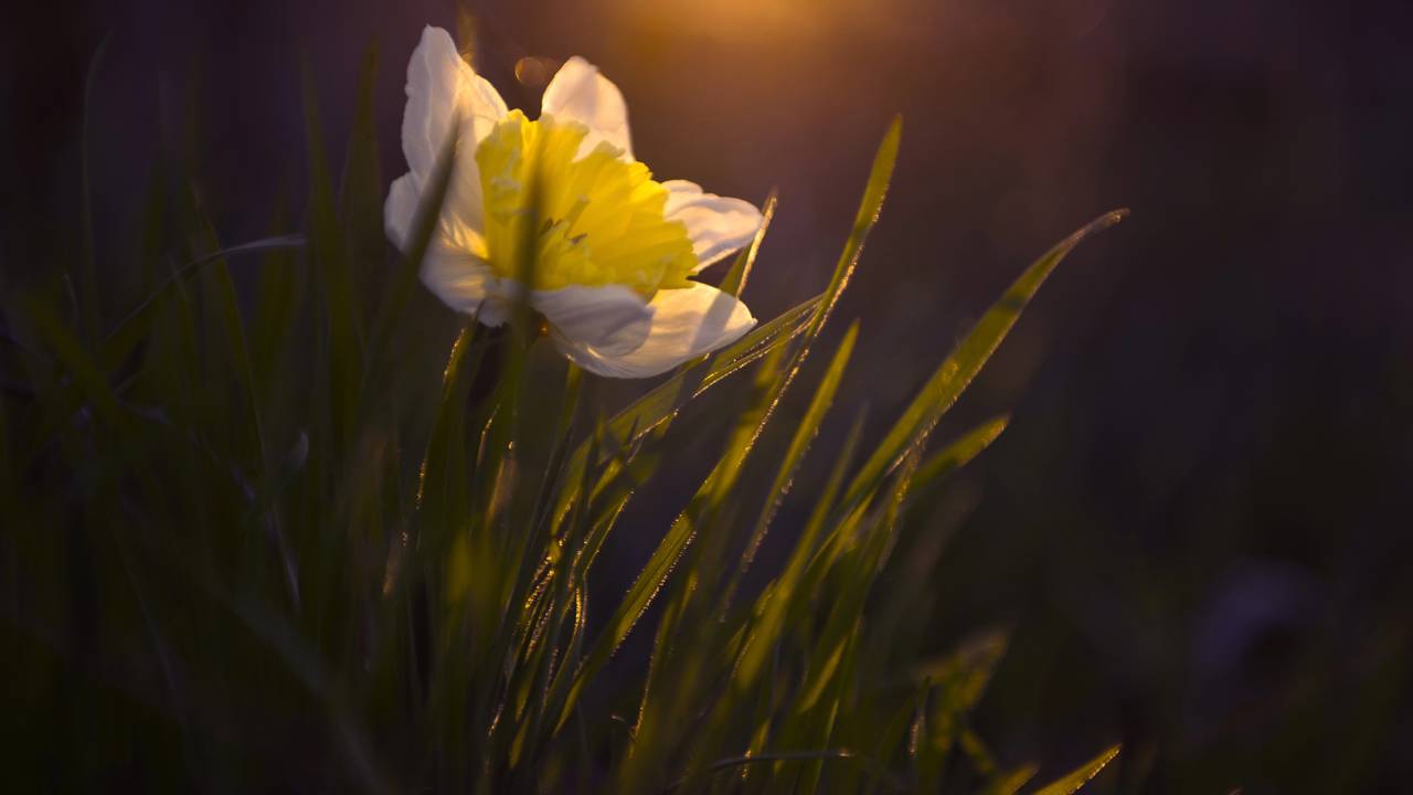 Há flores que reagem à luz de uma forma inesperada e cheia de charme