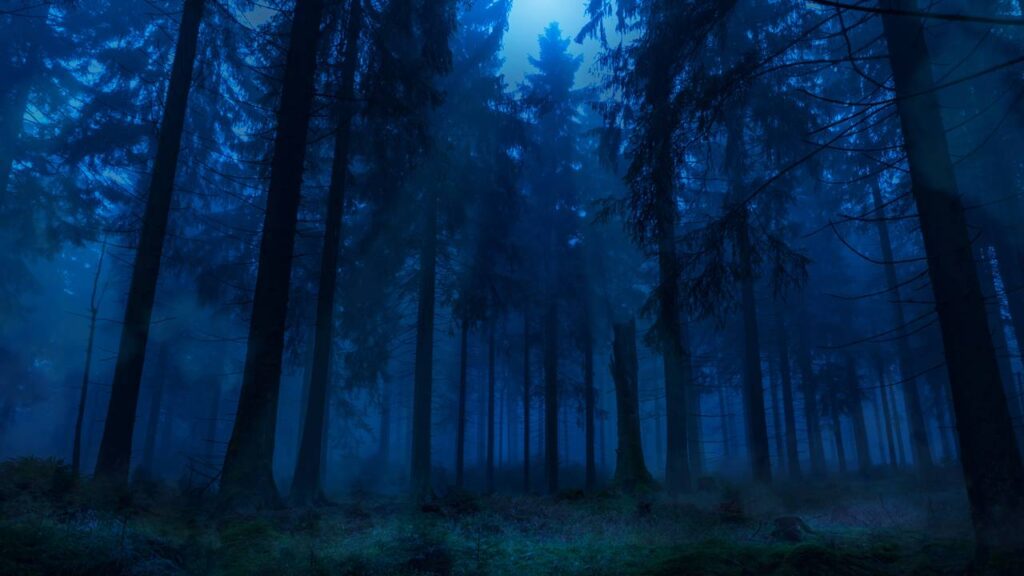 O mistério por trás dos sons que a floresta faz à noite