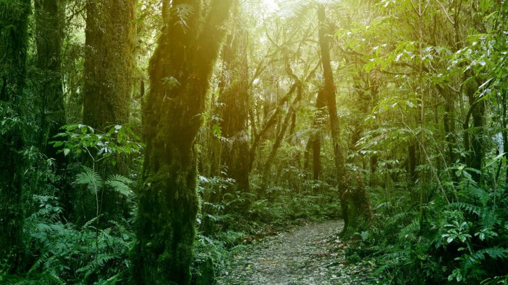 O mistério por trás das florestas que se regeneram sozinhas e surpreendem
