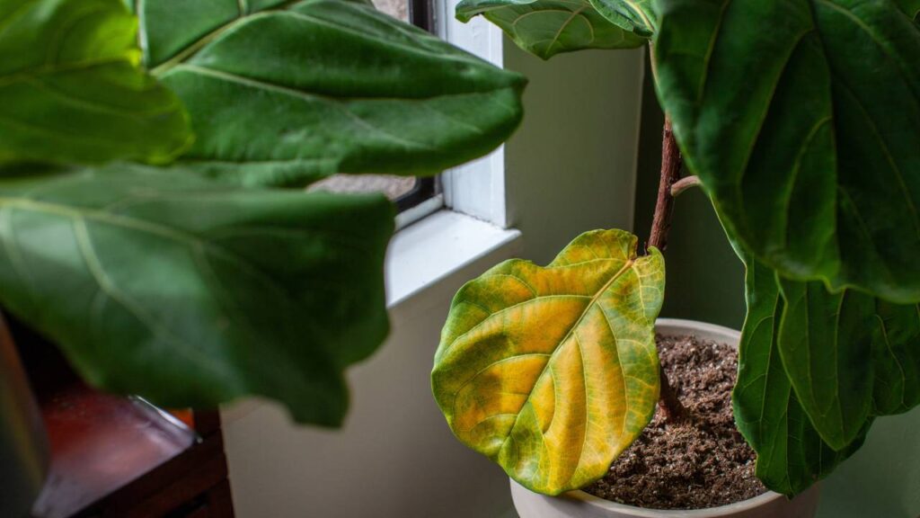 Suas plantas amarelam? Veja quando é hora de agir no cuidado diário