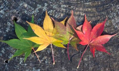 Por que as folhas fazem barulho diferente quando o vento muda de direção