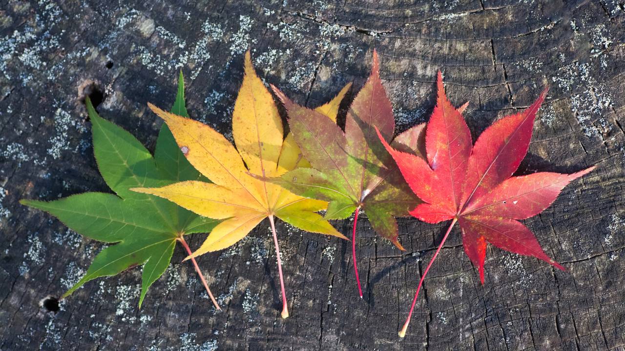 Por que as folhas fazem barulho diferente quando o vento muda de direção