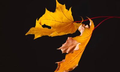 O que faz as folhas caírem todas no mesmo dia do ano