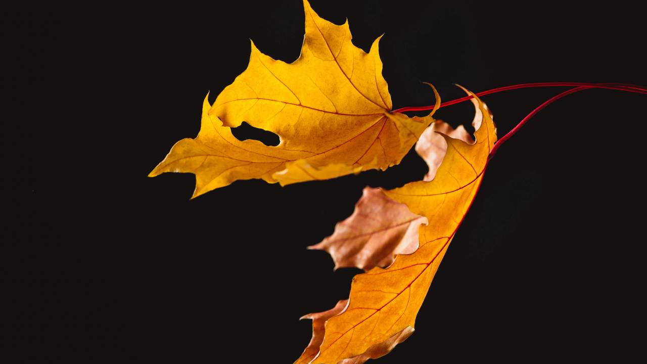 O que faz as folhas caírem todas no mesmo dia do ano