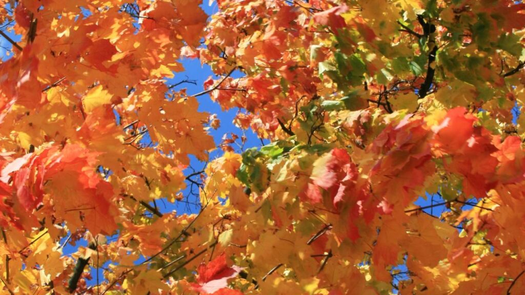 O que faz as folhas caírem todas no mesmo dia do ano