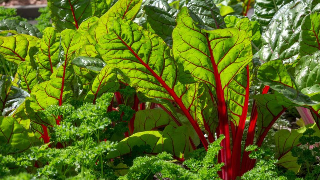 Essa folha simples tem mais ferro que o espinafre